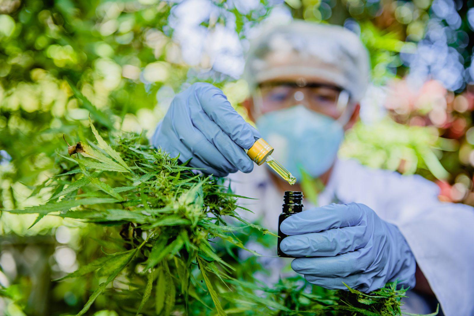 Scientist extracts oil from lush cannabis plant