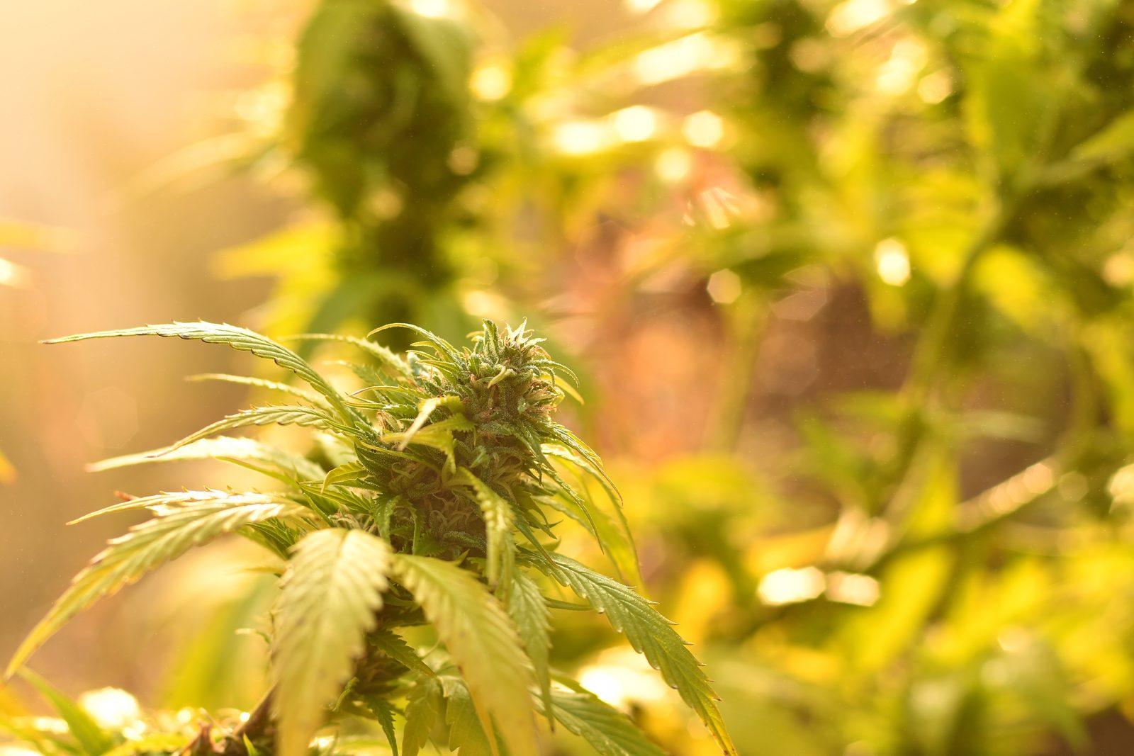 Close up of green plant in golden light