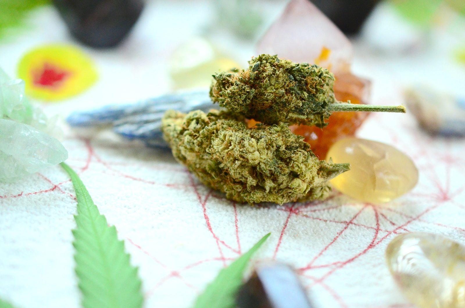 Green buds surrounded by crystals